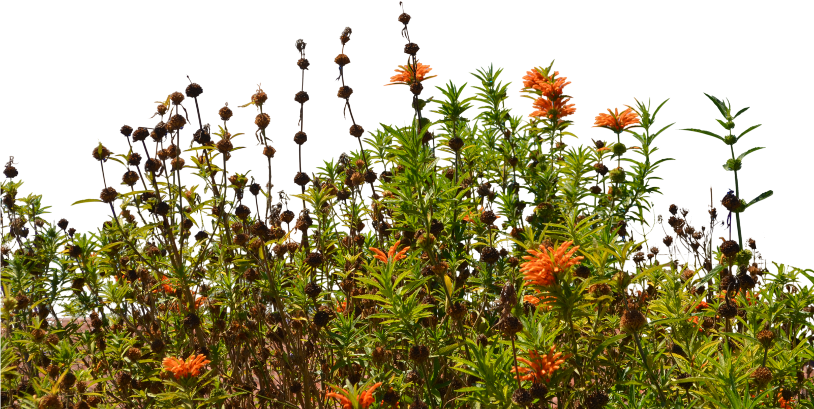 Wild Flowers 3 Stock Photo 0082 Png By Annamae22 - Png Wild Flowers (1600x1060)