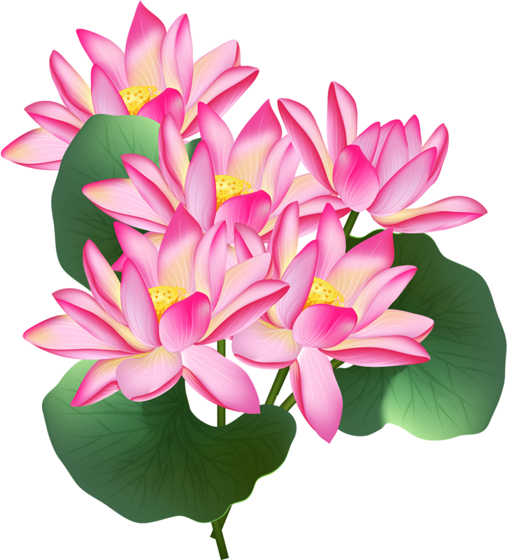 Nelumbo Nucifera Stock Illustration Clip Art - Nelumbo Nucifera Stock Illustration Clip Art (725x800)