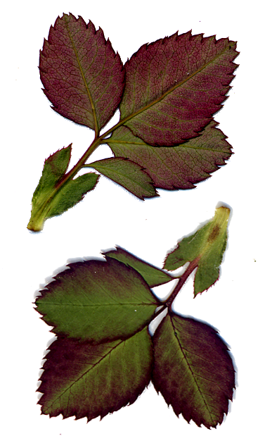 Rose Vine Leaves By Darkroomalchemist - Rosa Glauca (376x632)