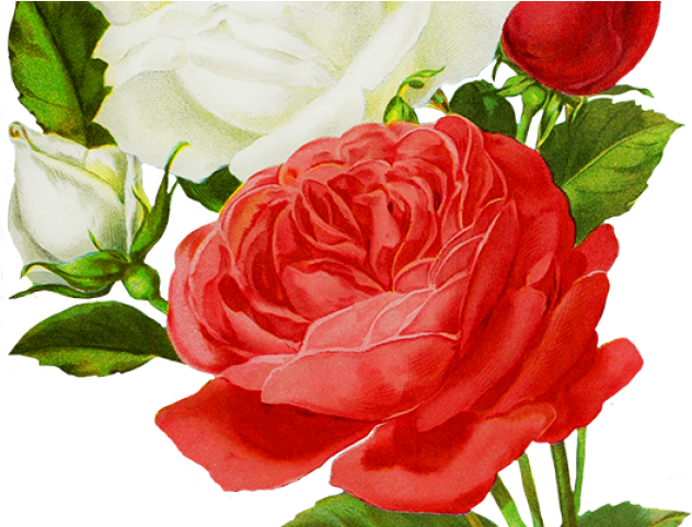 White Rose Png Transparent Images - Drawing (640x480)