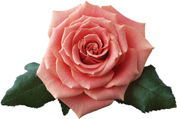 Renkli, Beyaz Güller, White Rose Png Pictures, Png - Love Is A Rose, Pink Rose Budget Tote Bag, Adult Unisex, (600x426)
