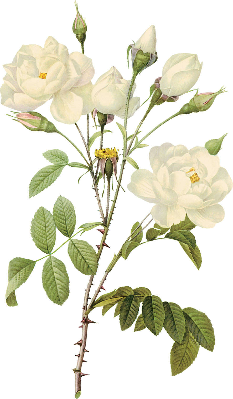 White Flower Png - White Roses Png (887x1518)