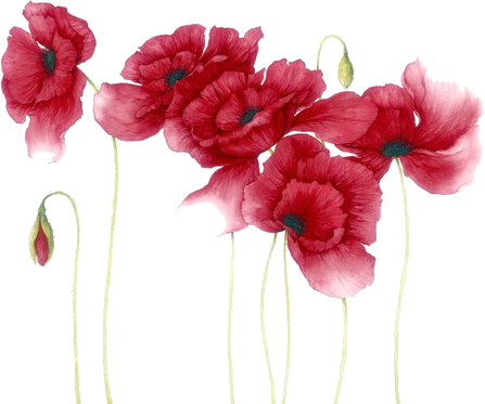Watercolour Flowers, Watercolour Paintings, Watercolor - Red Flowers Watercolor Png (447x373)