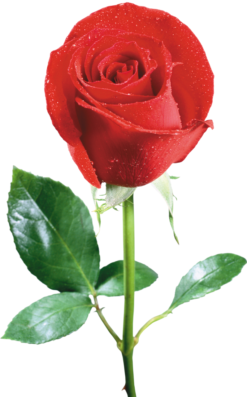 Rose Flower - Ferret - Rose Flower - Ferret (798x1280)