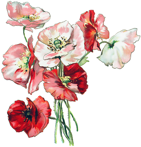 Vintage Flower Cliparts 25, Buy Clip Art - Red Poppies Shower Curtain (720x720)