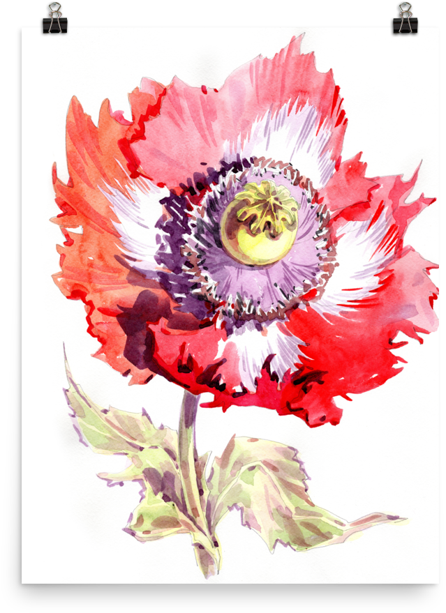 Bright And Floral Poppy Watercolour Matte Poster - Watercolor Painting (1000x1000)