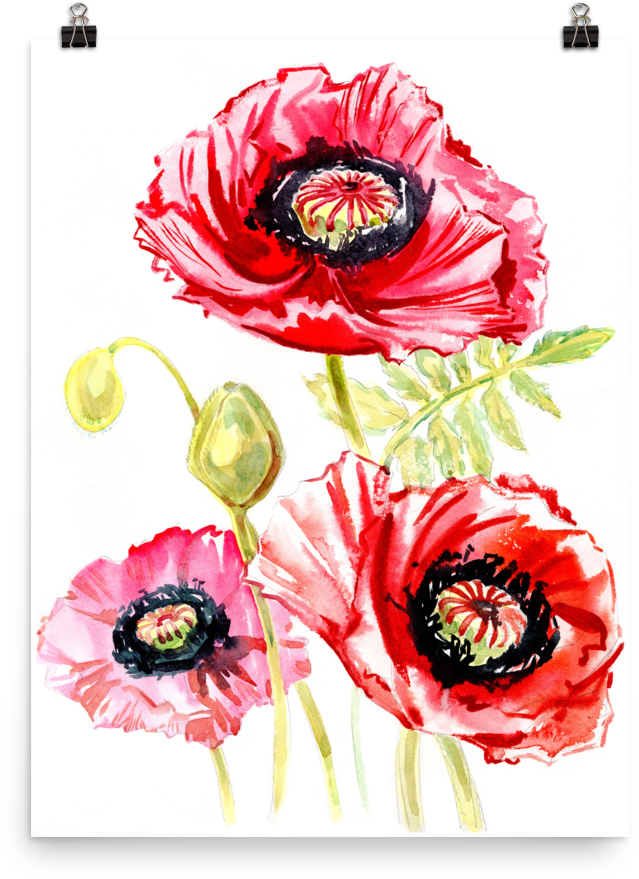 Bright And Floral Poppy Watercolour Matte Poster - Poppy (1000x1000)