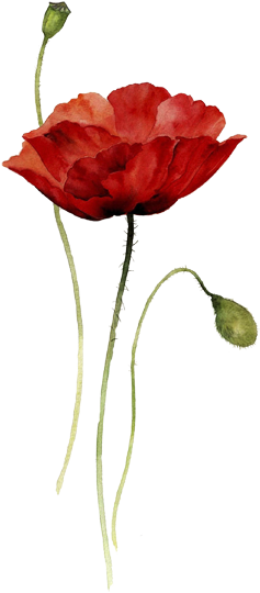 Mak-2 - Poppies Watercolor (321x550)