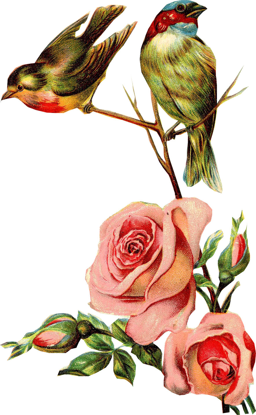 Swallow Bird Paper Clip Art - Swallow Bird Paper Clip Art (884x1433)