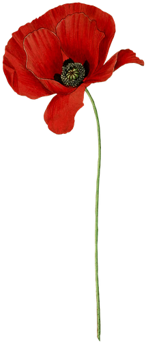 Mohn, Blume, Pflanze, Blüte, Jahrgang, Isoliert - 3drose Mug_178829_1 Poppy Flowers Ceramic Mug, 11 Oz, (405x720)