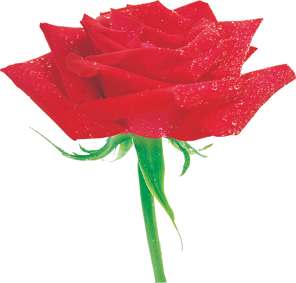 Garden Roses Cut Flowers Centifolia Roses Rosa Multiflora - Garden Roses Cut Flowers Centifolia Roses Rosa Multiflora (1157x1103)