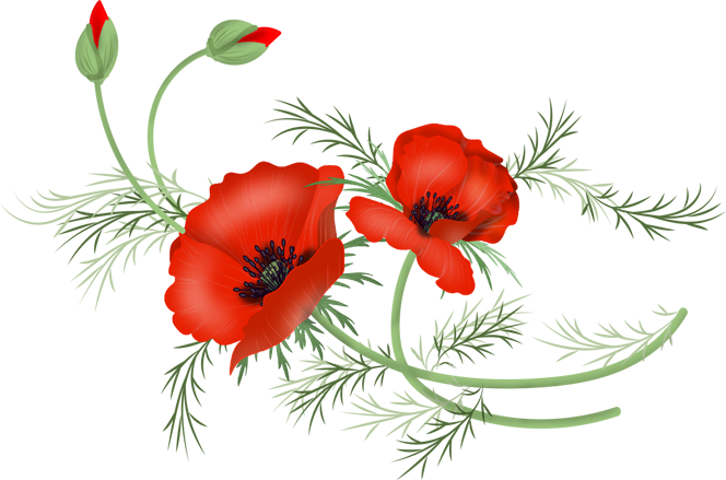 Vector Poppy Png - Poppy (664x439)