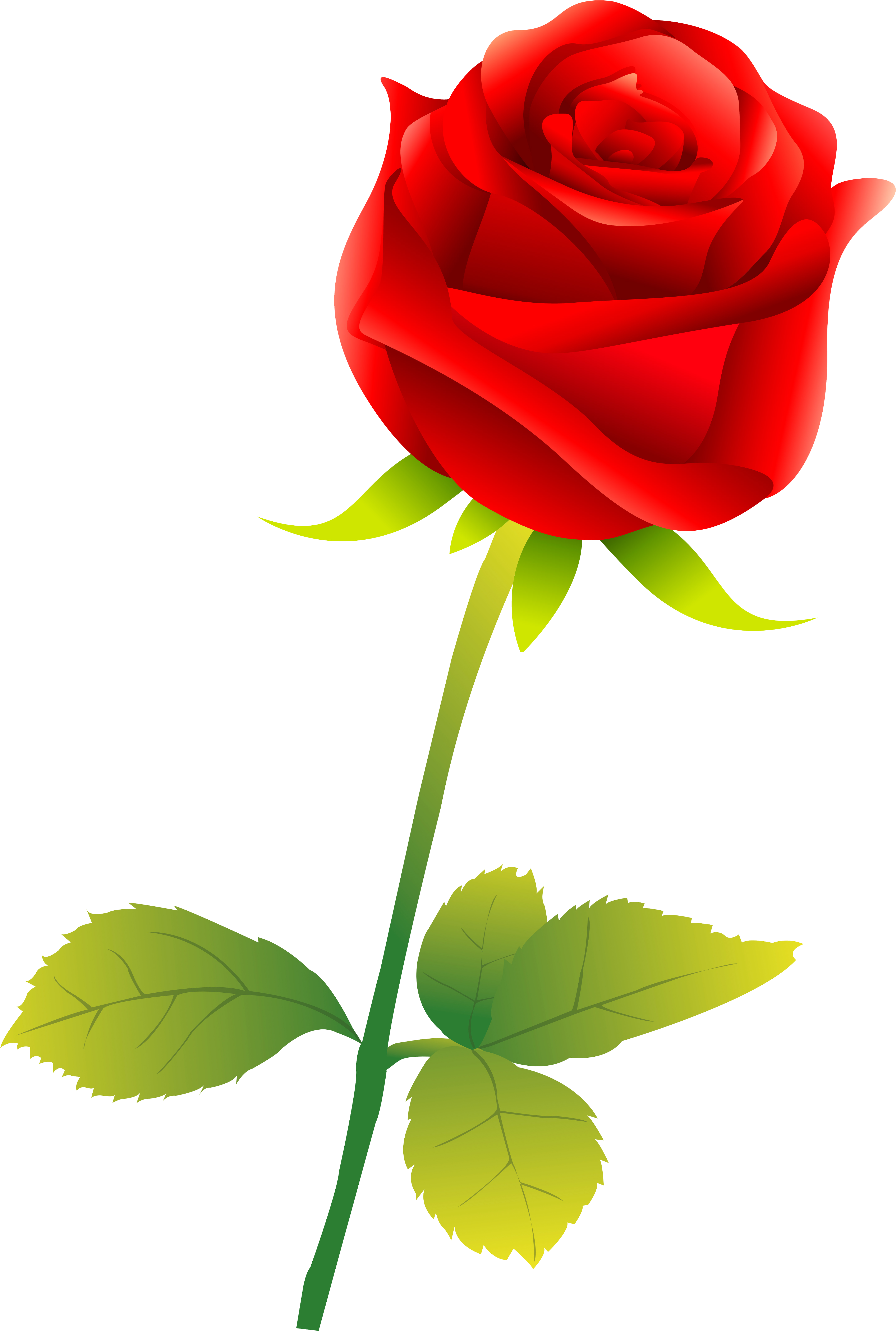 Garden Roses Flower - Garden Roses Flower (4292x6379)