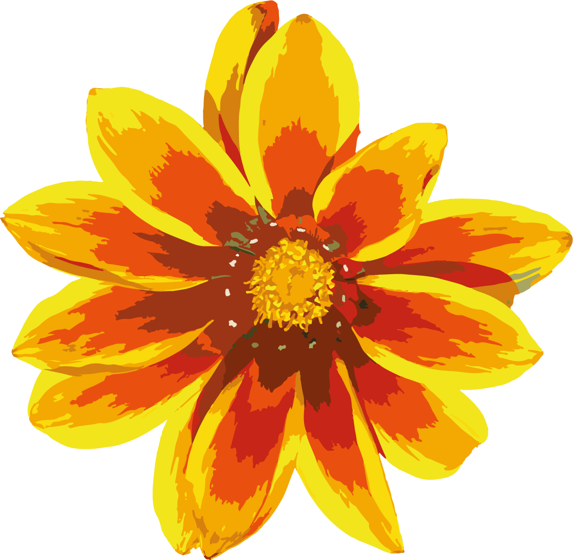 Nature Flowers - African Daisies (1144x1117)