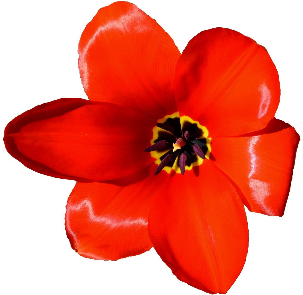 Flower Tulip Petal Microsoft Powerpoint Presentation - Flower Tulip Petal Microsoft Powerpoint Presentation (1280x1270)