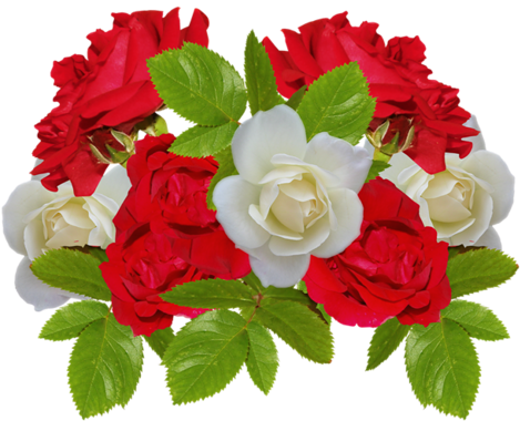 Renkli, Beyaz Güller, White Rose Png Pictures, Png - Flor Blanca Y Roja Png (500x392)