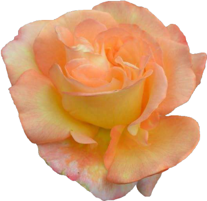 Garden Roses (500x500)