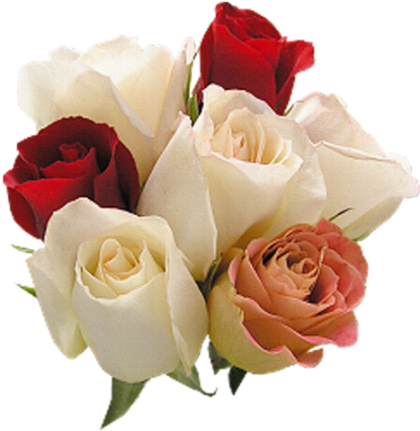 Renkli, Beyaz Güller, White Rose Png Pictures, Png - Good Morning Pictures For Whatsapp (467x500)