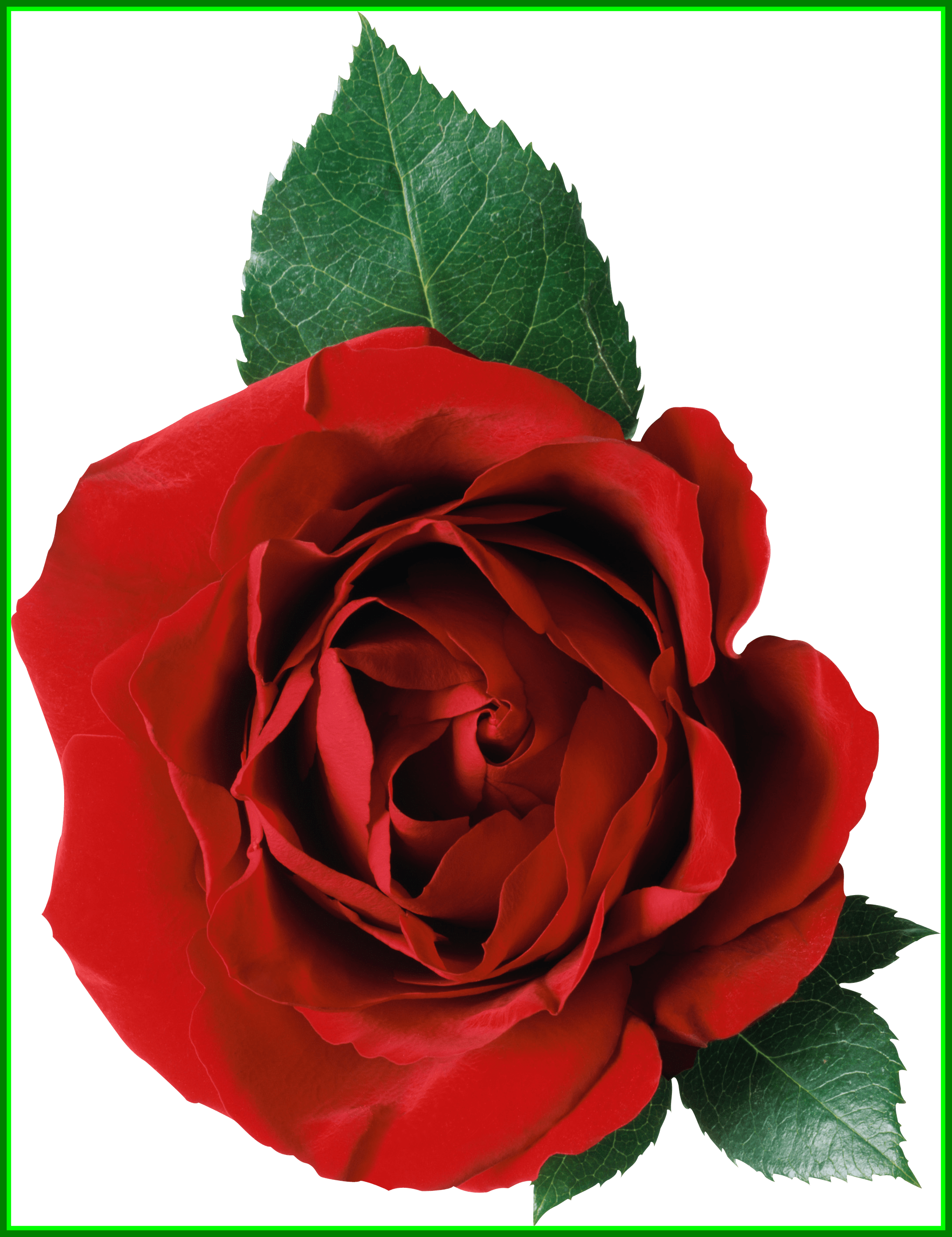 Stunning Rose Png Image Picture Pict Of Flower No Background - Rose (2169x2818)