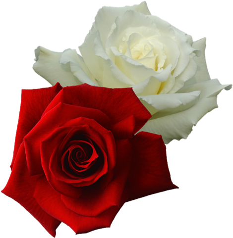 [ Img] - Rosa Vermelha E Branca (489x500)