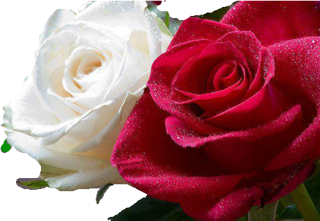 White And Red Roses Together - Roses Meme (501x336)