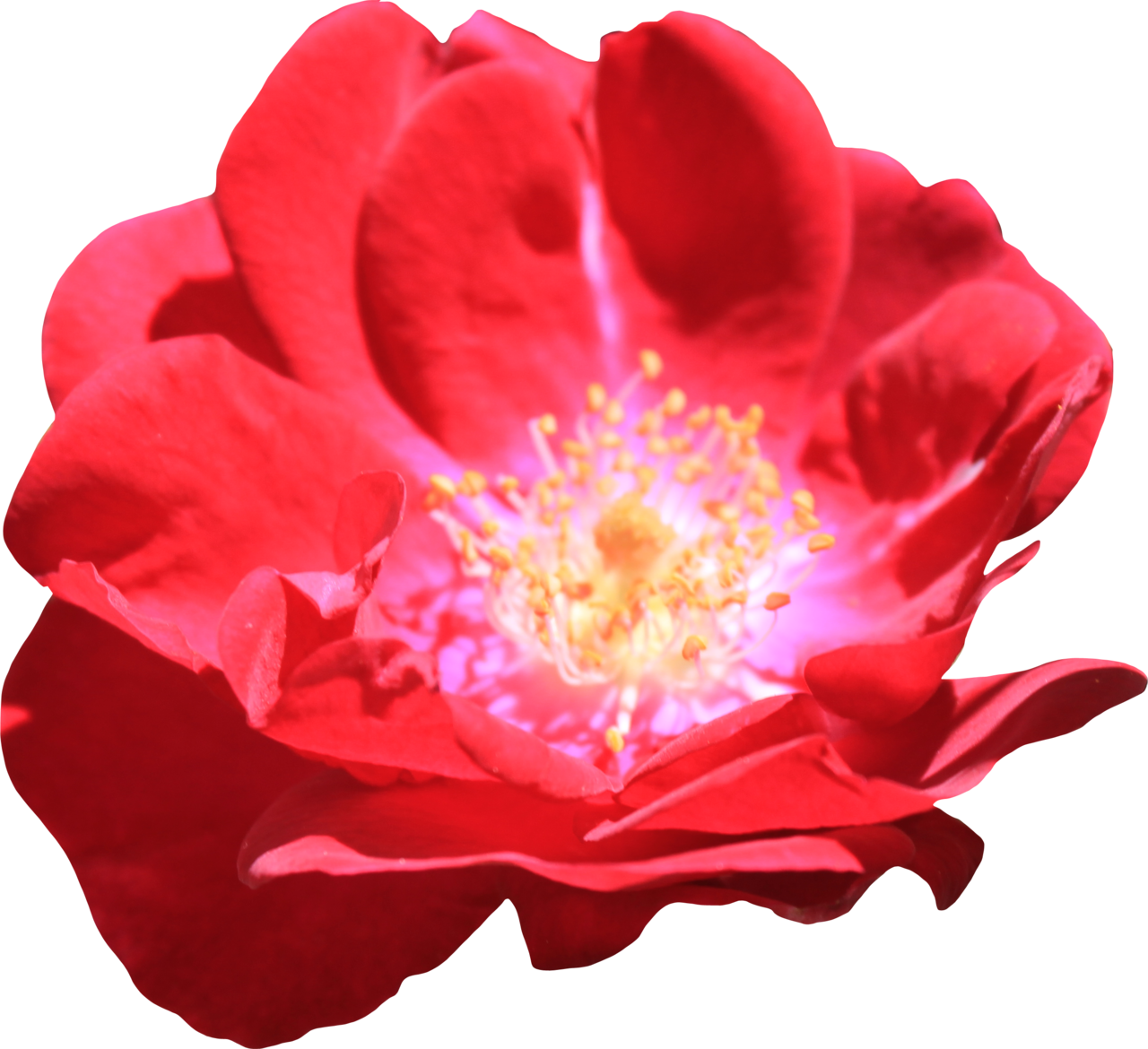 Red Rose 01 Png By Thy Darkest Hour - Water Lily (1280x1170)