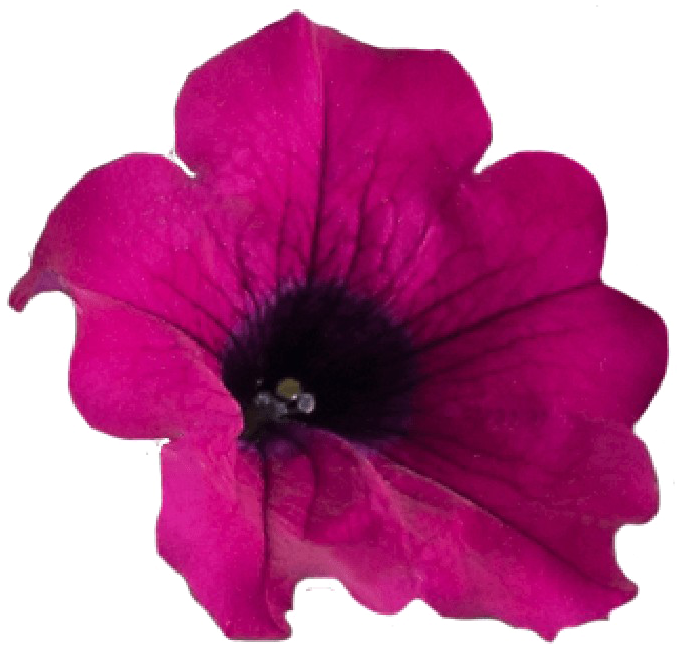 Hey Вверх Nature Flowers Petunia Pngmart002 Load20180523 - Petunia Png (871x1111)