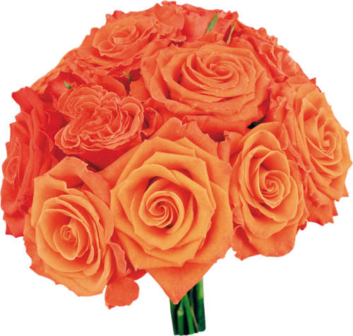 Orange Roses In Bouquets - Фото (500x476)