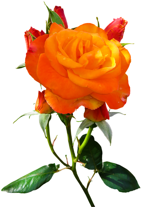Nature, Flower, Rose, Blossom, Bloom, Isolated, Orange - Nature (565x720)