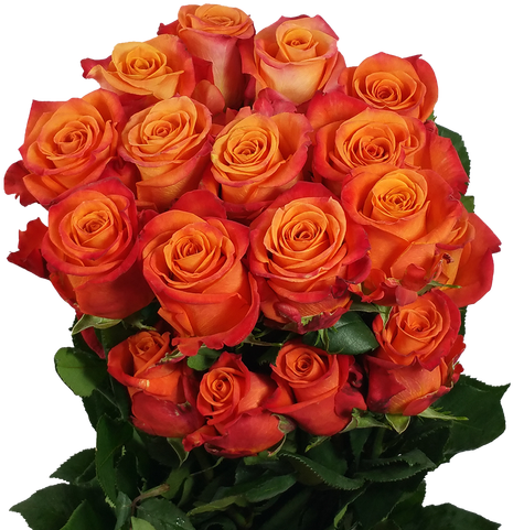 Blood Orange Roses - Blood Orange (500x500)