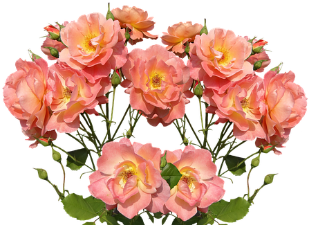 Roses, Love, Valentine's Day, Rose Bloom, Garden - صور ورود (458x340)