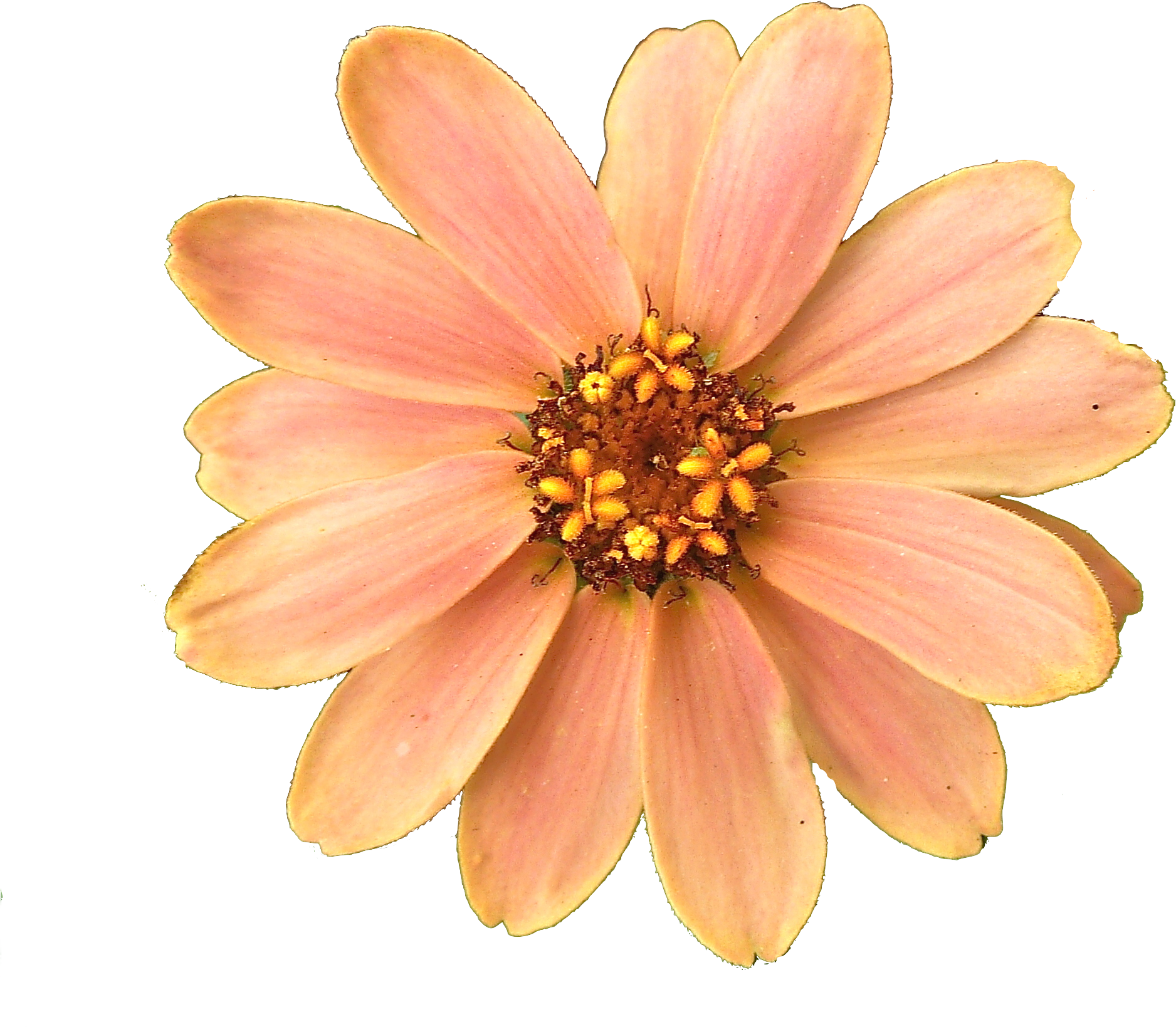 Get Flower Png Pictures Image - Peach Color Flower Png (1981x1905)