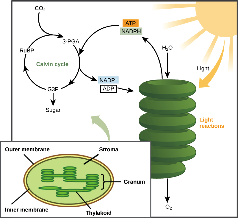 Photosynthesis Equation Diagram Lovely Synthesis Calvin - Calvin Cycle In Photosynthesis (800x732)