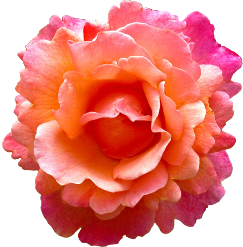 Rose Flower Pink Earring Orange - Orange Flower Png (500x509)