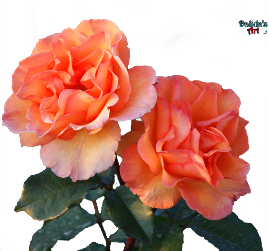 Beautiful Flower Png By Makiskan - Flower Pngs (900x839)