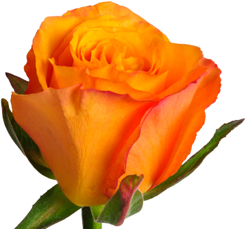 Confidential - Rose Confidential (420x339)