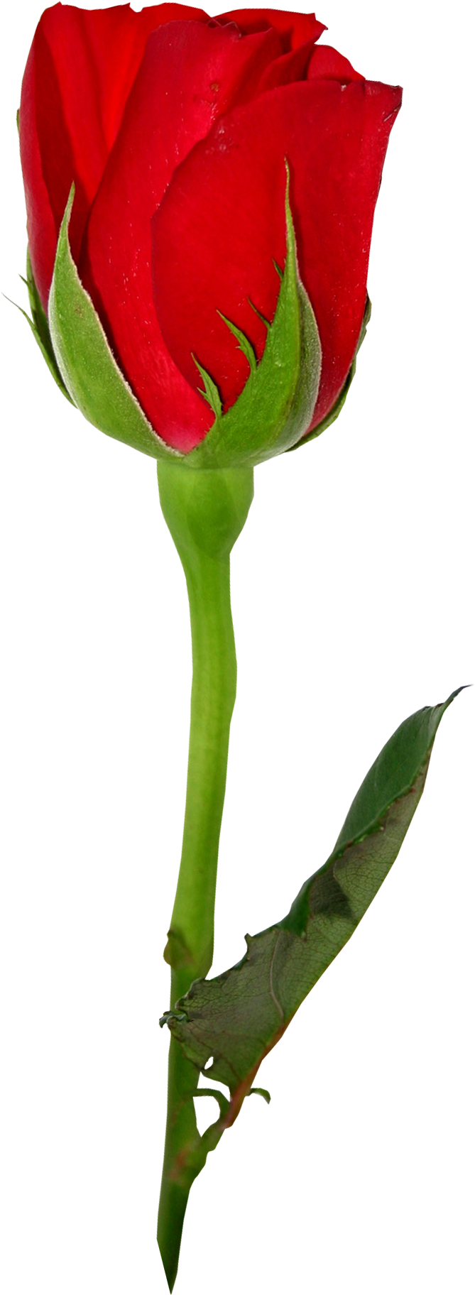Garden Roses Centifolia Roses Flower Rosa Brunonii - Garden Roses Centifolia Roses Flower Rosa Brunonii (678x1847)
