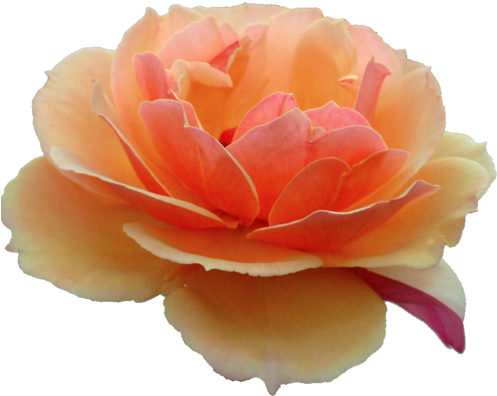 Orange Rose - Orange Flower Transparent (500x409)