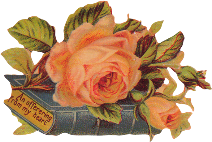 Orange Roses - Papaya (700x520)