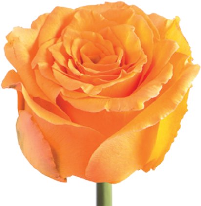 Interesting Cosima Orange Rose Extremely Flower Flow - Garden Roses (500x500)