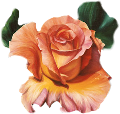 Orange Roses - Roses Red Orange Png (422x400)