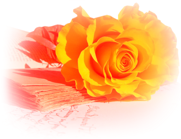 Orange Roses - Beautiful Pictures Of Yellow Roses (600x450)