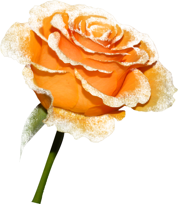 Orange Roses - Beach Rose (600x687)
