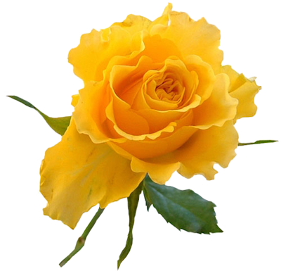 Yellow Rose Flower Png Манит В Besides Transparent - Good Night Messages With Flowers (400x385)