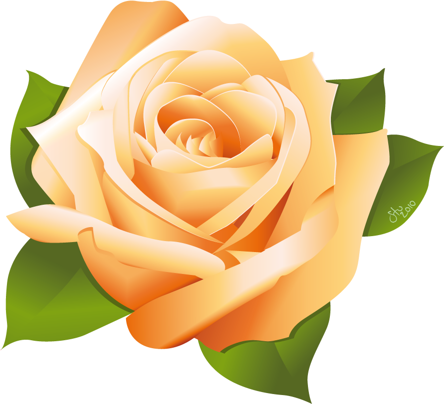 Rose Vector By Stoobainbridge Rose Vector By Stoobainbridge - Yellow Rose Vector Png (954x880)