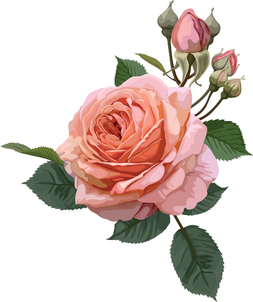 1423291584 Pink Roses Collection 1 06 - Transparent Background Rose Clipart (498x594)