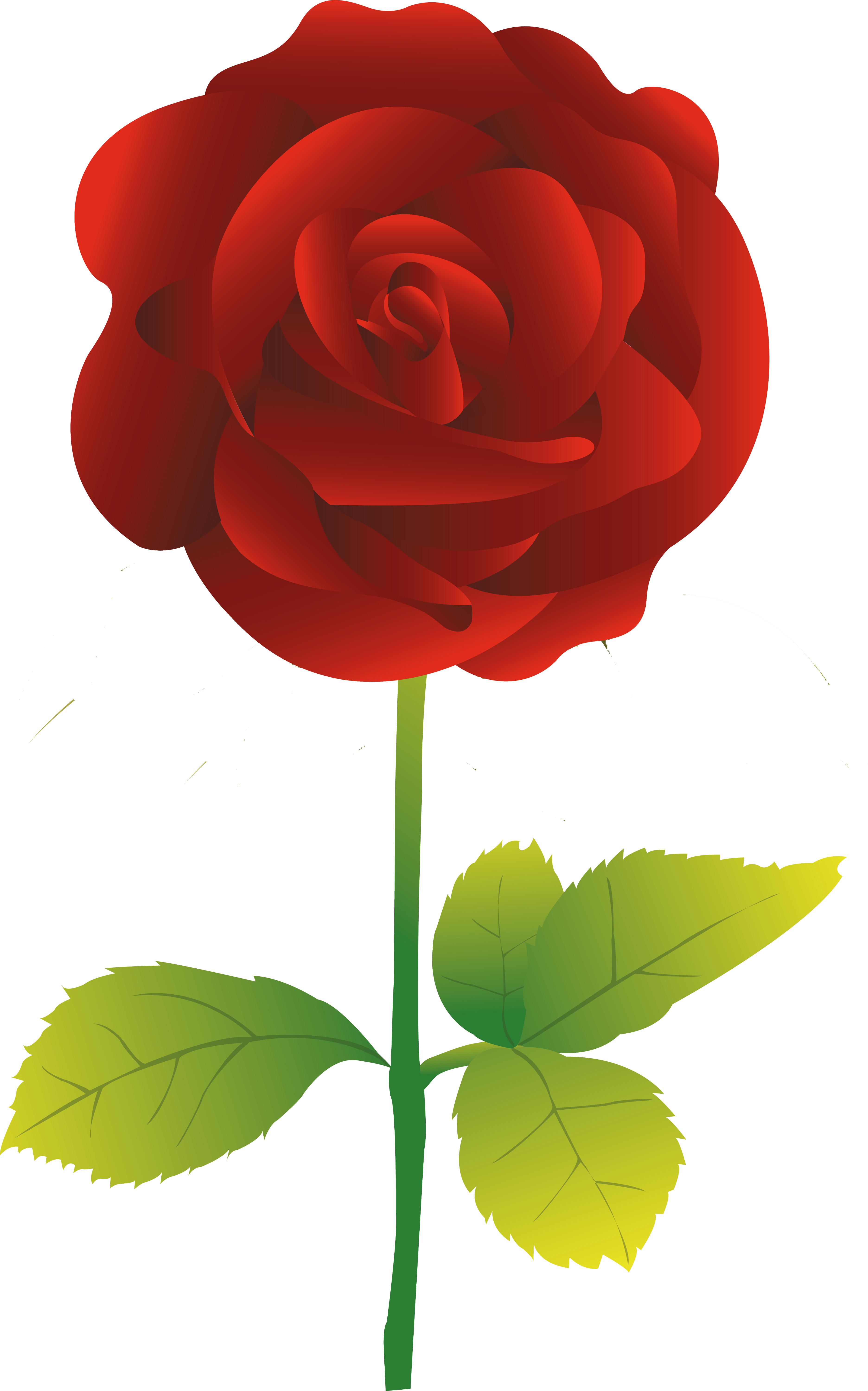 Garden Roses Flower - Garden Roses Flower (3744x5997)