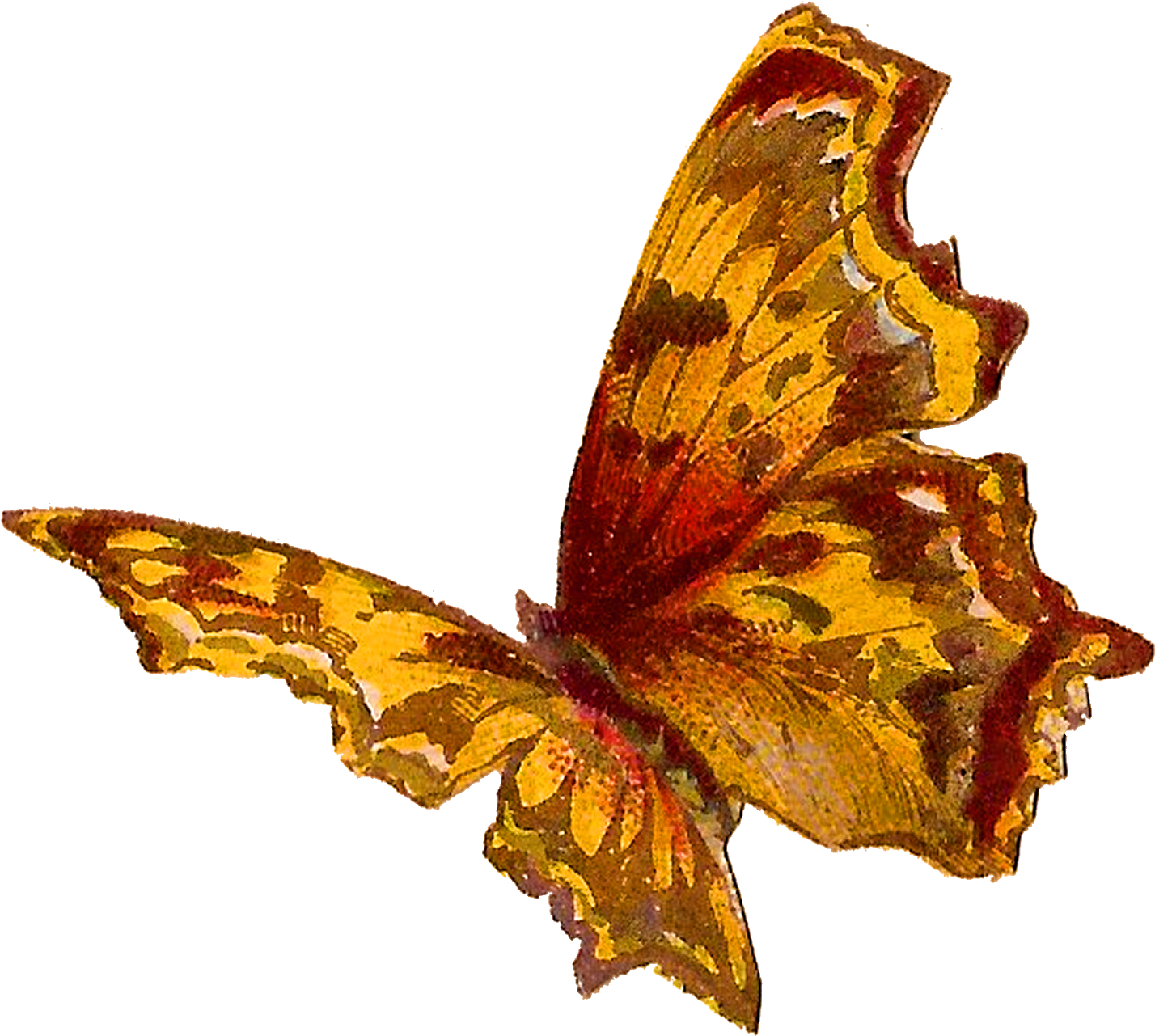 Butterfly Insect Image Bug Clipart Illustration Artwork - Art (1600x1427)