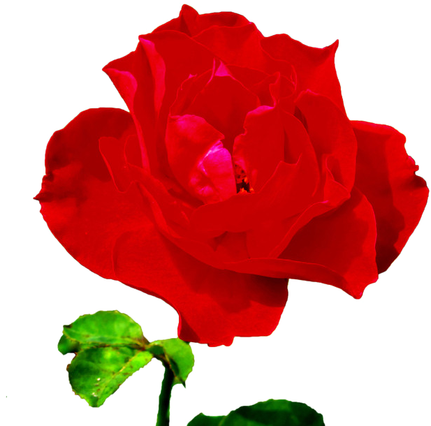 Rosa Chinensis Garden Roses Centifolia Roses Beach - Rosa Chinensis Garden Roses Centifolia Roses Beach (878x729)