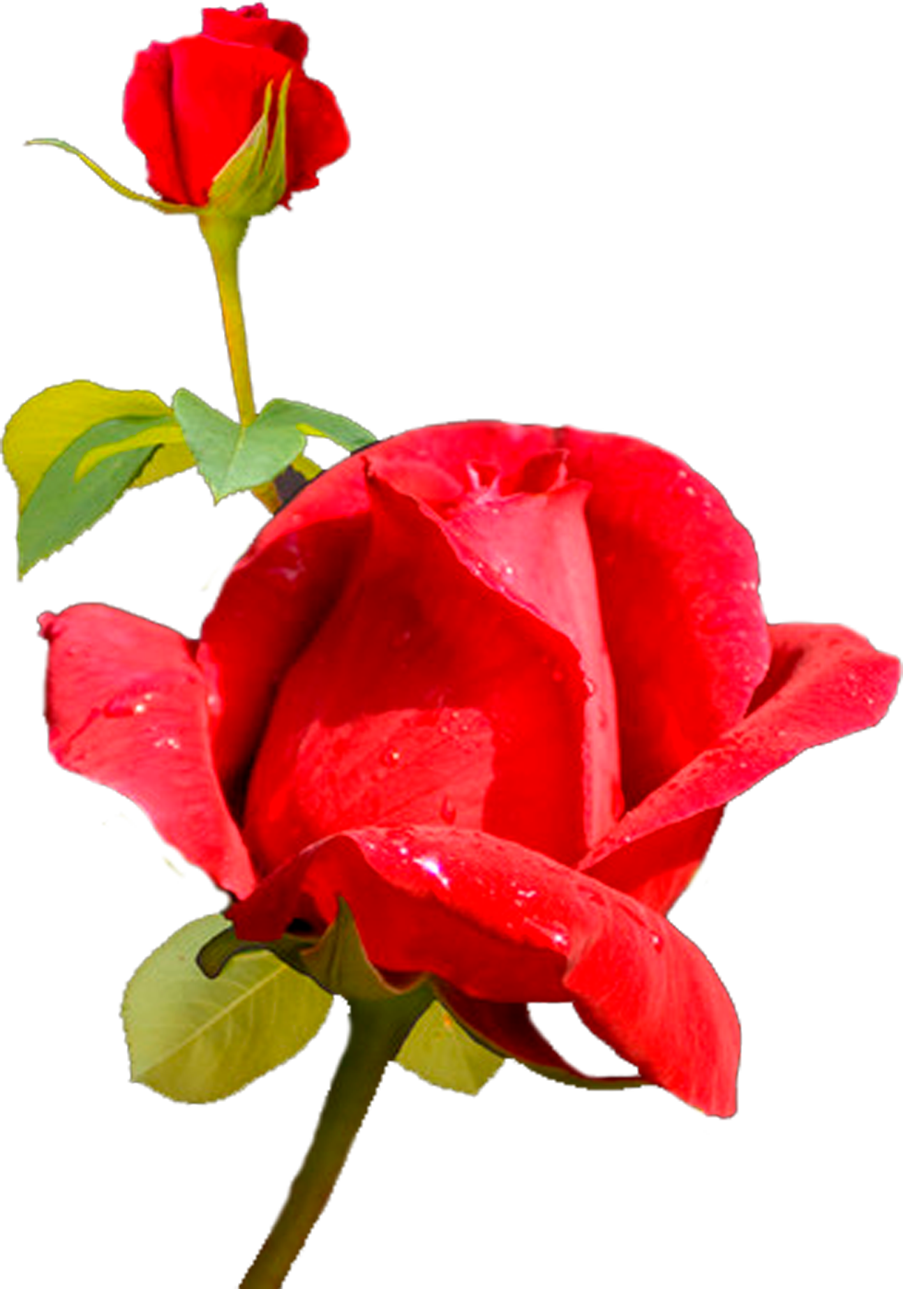 Garden Roses Centifolia Roses Cut Flowers Rosaceae - Garden Roses Centifolia Roses Cut Flowers Rosaceae (1294x1847)